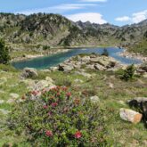 Paysage de montagne avec un lac en fond, des sommets et des fleurs au premier plan