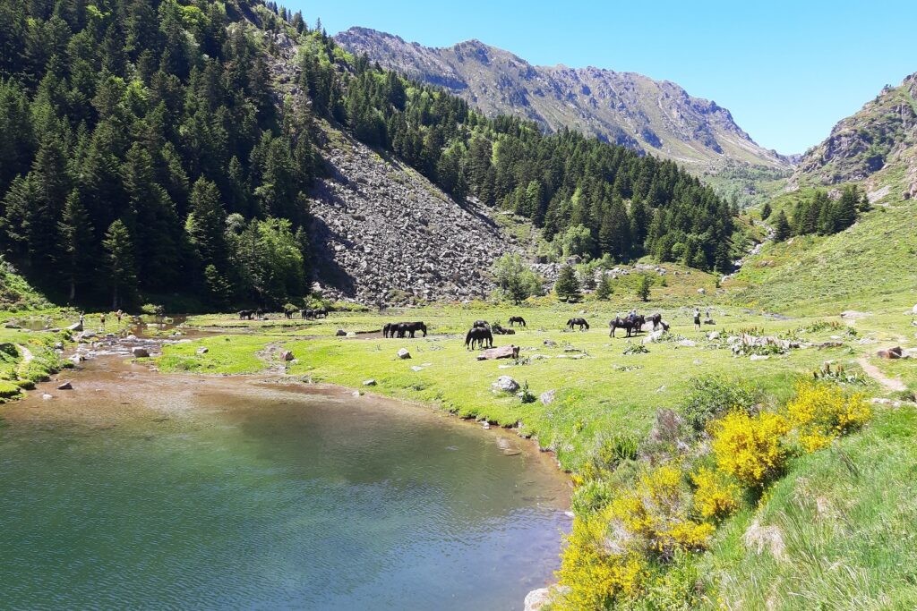 Paysage montagnard avec un lac au premier plan entouré de chevaux sauvages noirs et de fleurs, le tout surplombé par des sommets