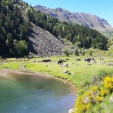 Paysage montagnard avec un lac au premier plan entouré de chevaux sauvages noirs et de fleurs, le tout surplombé par des sommets