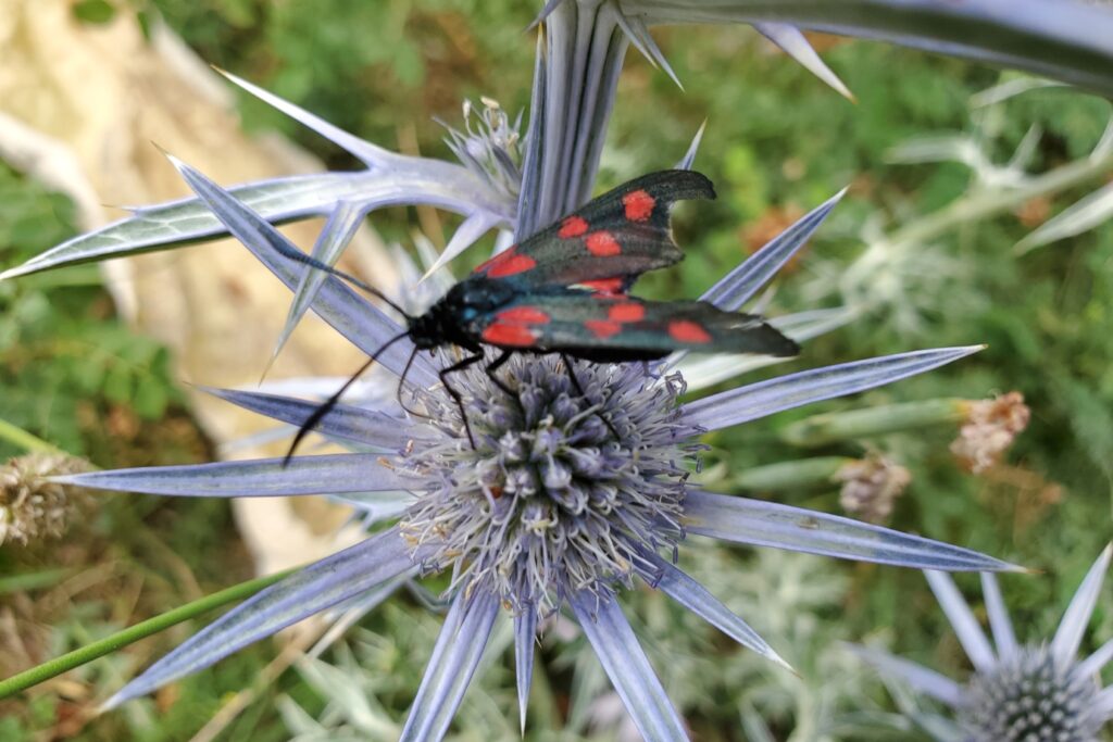 Papillon posé sur une fleur de montagne qui montre la diversité de flore et de faune du domaine du Capcir