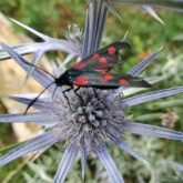 Papillon posé sur une fleur de montagne qui montre la diversité de flore et de faune du domaine du Capcir