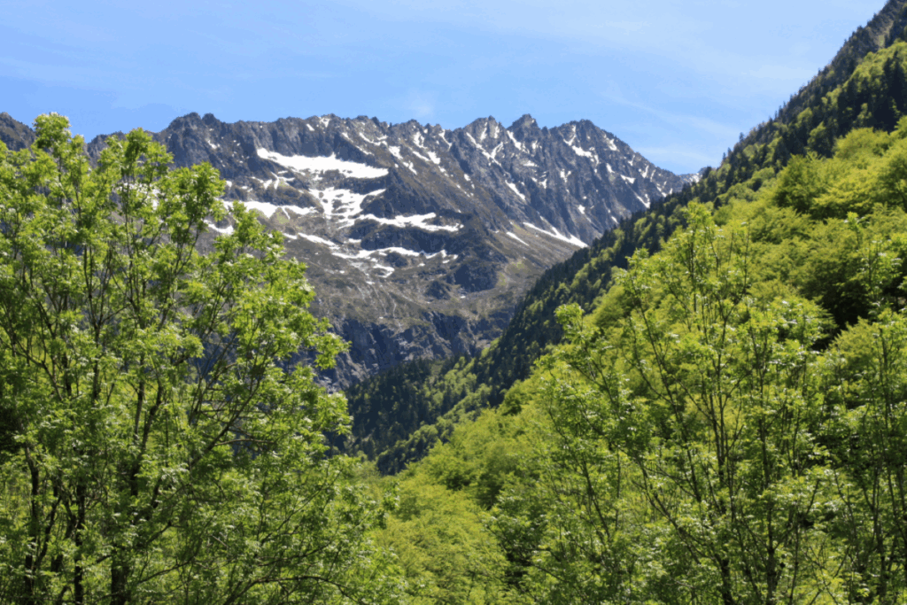 Paysage de montagne avec un sommet enneigé au fond et des forêts au premier plan, paysage estival