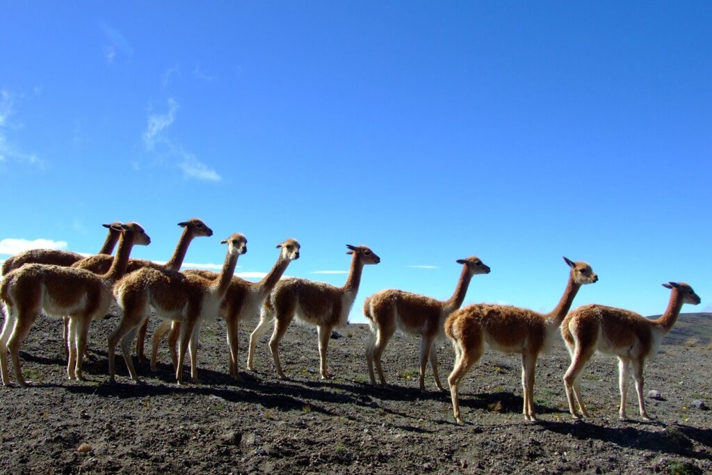 Groupe de vigognes sur un plateau en montagne en Équateur