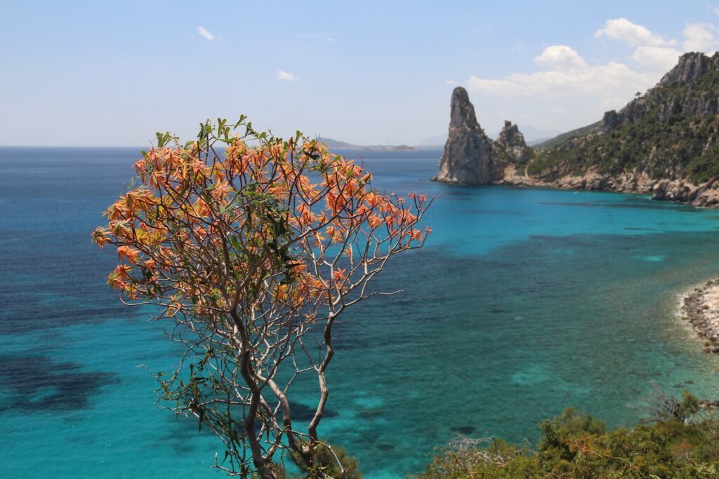 Paysage de bord de mer en Sardaigne avec un arbre au premier plan et en bas ou à la mer avec ses couleurs turquoises
