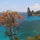 Paysage de bord de mer en Sardaigne avec un arbre au premier plan et en bas ou à la mer avec ses couleurs turquoises