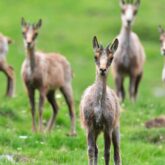 Groupe de jeunes isards dans un champ en montagne dans les Pyrénées