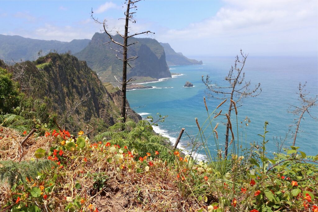 Paysage entre terre et océan avec sur la gauche les terres, sommets et les falaises ainsi que des fleurs typiques de l'île, et sur la droite