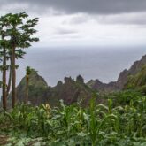 Paysage de bord de mer avec des sommets au loin et la mer en arrière-plan ainsi que des arbres et des plantes typiques du Cap-Vert
