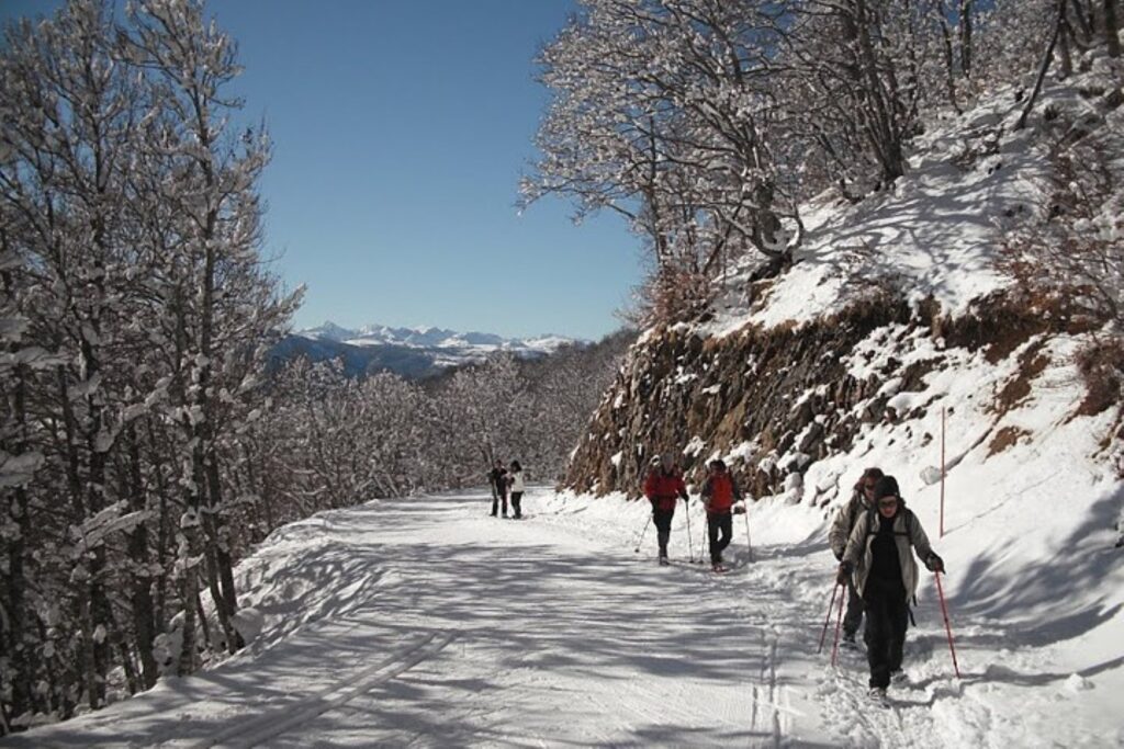 Groupe de randonneurs en raquettes qui marchent en forêt dans la neige en suivant leur accompagnateur