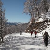 Groupe de randonneurs en raquettes qui marchent en forêt dans la neige en suivant leur accompagnateur