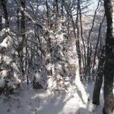 Paysage d'hiver dans une forêt recouverte de neige.