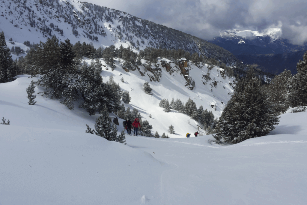 groupe de randonneurs en raquettes entourés d'arbres recouverts de neige