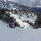 groupe de randonneurs en raquettes entourés d'arbres recouverts de neige