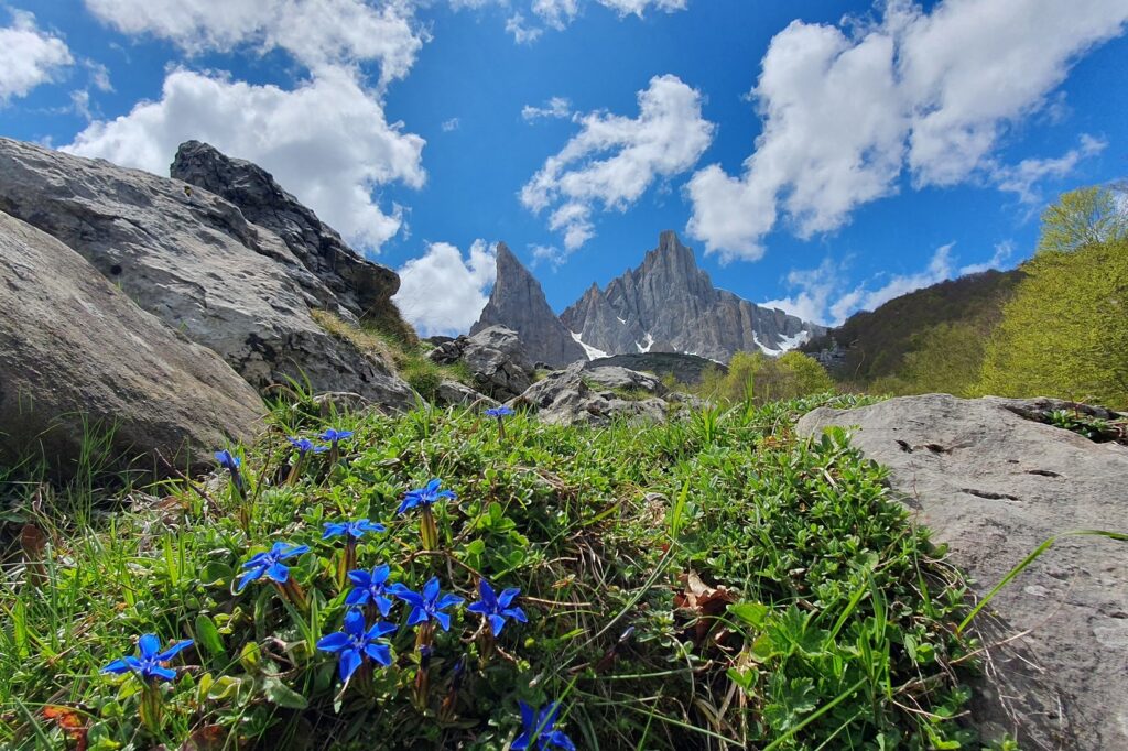 Paysage montagnard avec au premier plan des fleurs bleues et au plus loin des sommets