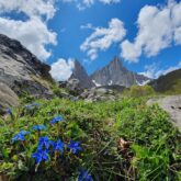 Paysage montagnard avec au premier plan des fleurs bleues et au plus loin des sommets