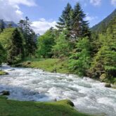 cours d'eau traversant une forêt avec des arbres de chaque côté
