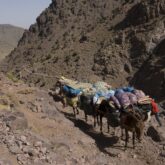 Groupe d'ânes transportant des provisions et des affaires sur un sentier de liberté