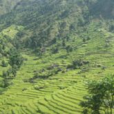 Paysage verdoyant très caractéristique du sanctuaire des Annapurna