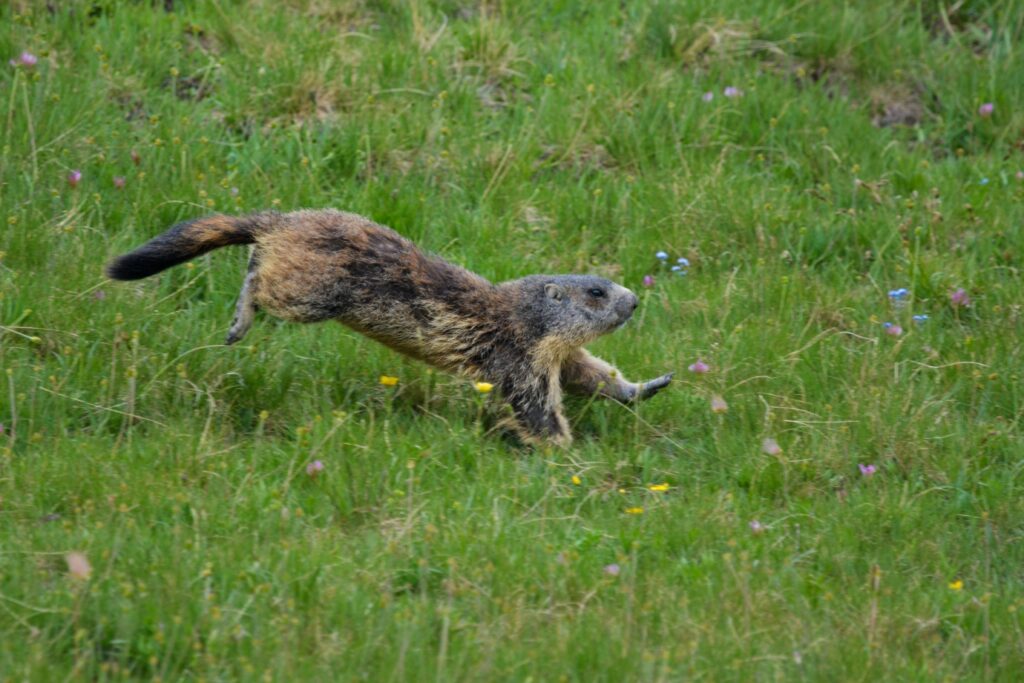 Photo d'une marmotte qui court dans l'herbe en montagne