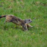 Photo d'une marmotte qui court dans l'herbe en montagne