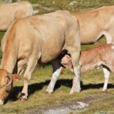 Vache avec un veau qui tête, scène observée en montagne au cours d'une randonnée familiale