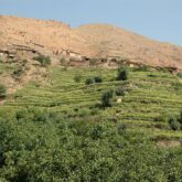 Paysage verdoyant au Maroc observé par les randonneurs au cours de leur ascension, avec leur guide, du Toubkal