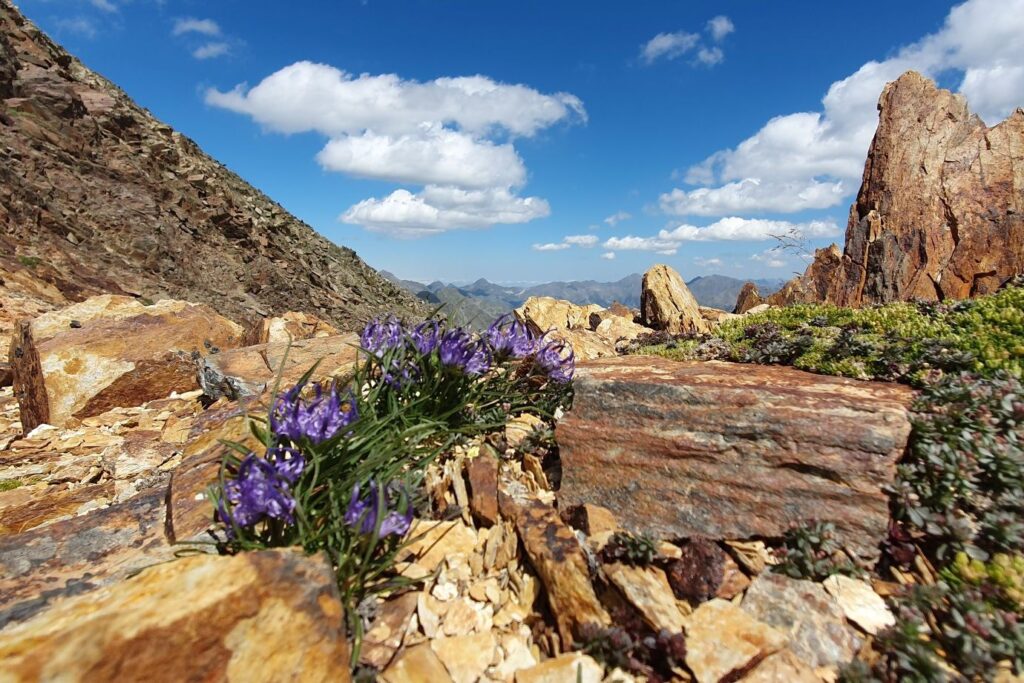 Paysage de montagne où l'on voit des roches avec des fleurs violettes qui poussent sur un amas de roches, on voit à l'arrière-plan une pleine.