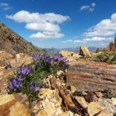 Paysage de montagne où l'on voit des roches avec des fleurs violettes qui poussent sur un amas de roches, on voit à l'arrière-plan une pleine.