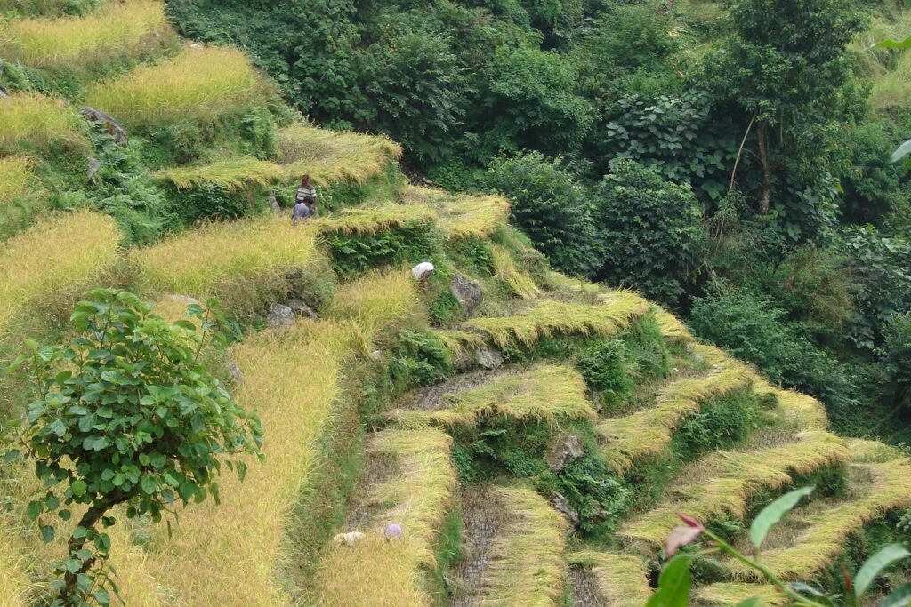 balcons des Annapurnas ; paysage montagnard avec de la végétation verdoyante