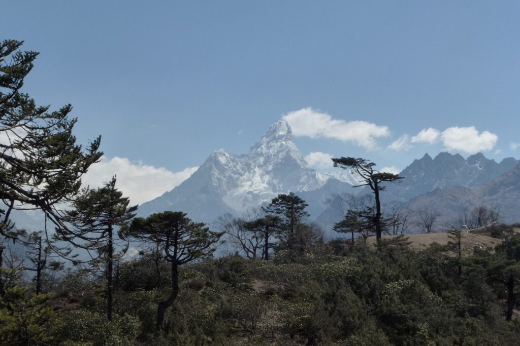 Paysage de montagne avec des arbres au premier plan et des sommets à l'arrière