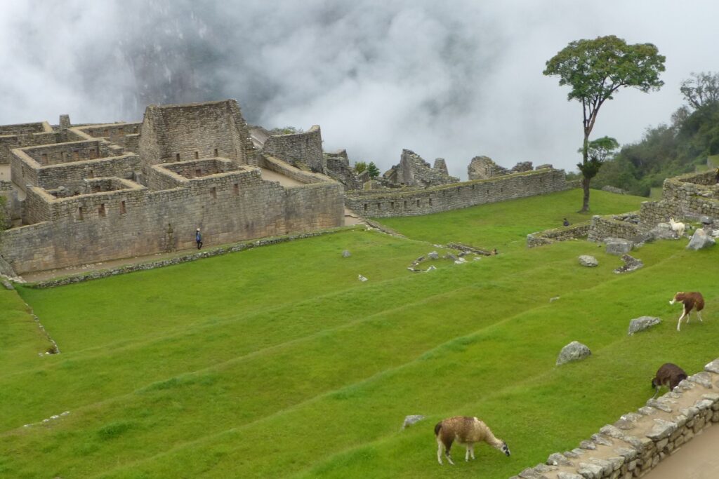 Paysage du Pérou avec un lama dans une étendue d'herbe et des constructions antiques
