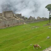Paysage du Pérou avec un lama dans une étendue d'herbe et des constructions antiques