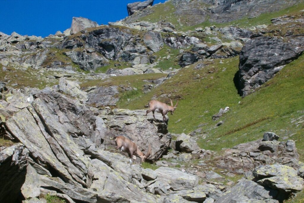 Paysage de montagne avec deux chamois sur des rochers