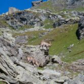 Paysage de montagne avec deux chamois sur des rochers