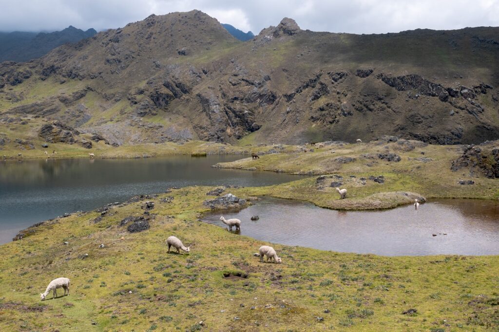 Paysage de montagne avec des petits léopards au Pérou et des lamas qui mangent