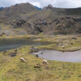 Paysage de montagne avec des petits léopards au Pérou et des lamas qui mangent