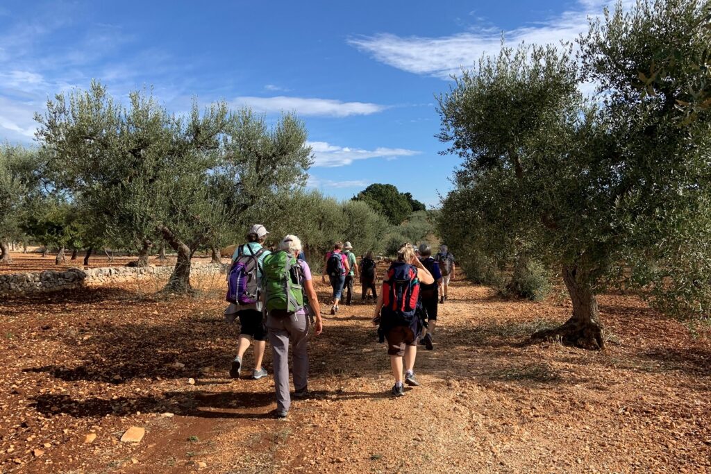 Groupe de randonneurs en Italie sur un sentier de terre encadré d'oliviers