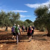 Groupe de randonneurs en Italie sur un sentier de terre encadré d'oliviers