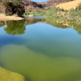 étendue d'eau au sein du désert à travers les dunes, avec des arbres autour