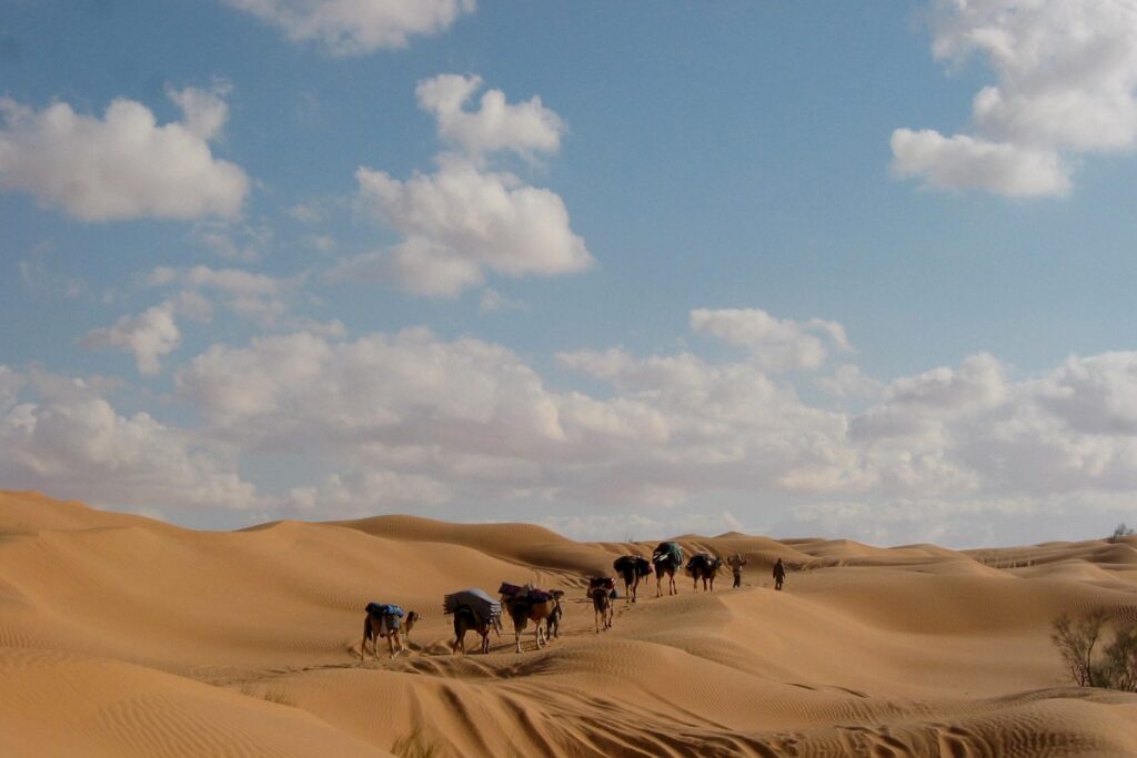Groupe de dromadaires et la personne qui les guide, à travers les dunes