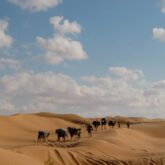 Groupe de dromadaires et la personne qui les guide, à travers les dunes
