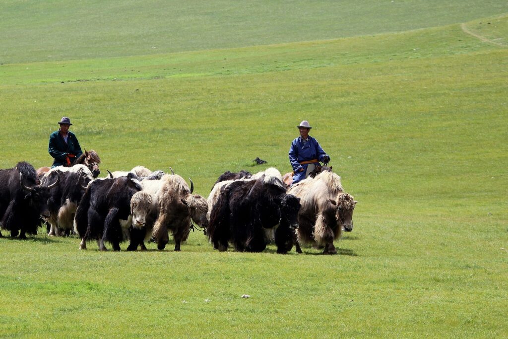 Troupeau de bisons guidés par des cavaliers sur un plateau recouvert d'herbe