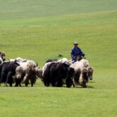 Troupeau de bisons guidés par des cavaliers sur un plateau recouvert d'herbe