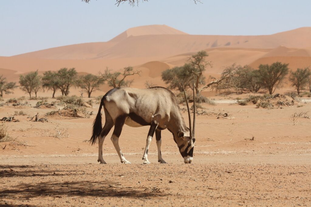 Oeyx qui mange dans un paysage désertique de Namibie
