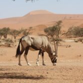 Oeyx qui mange dans un paysage désertique de Namibie