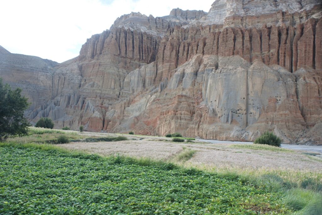 Paysage du Mustang, district du Népal. On voit au premier plan une étendue d'herbe et à l'arrière-plan on distingue une falaise