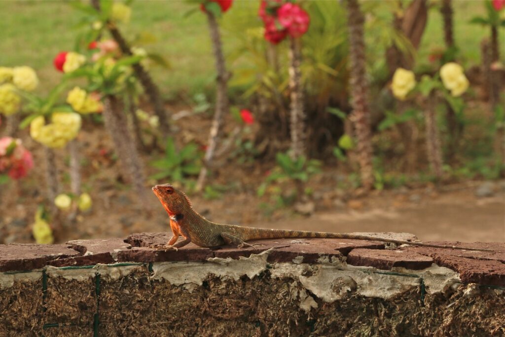 Paysage de l'île de la Réunion avec un lézard typique