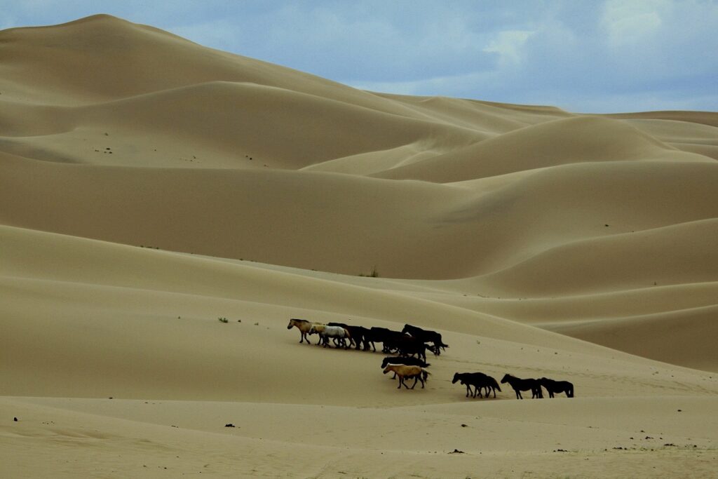 Troupeau de chevaux sauvages dans le désert de Gobi en Mongolie