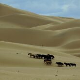 Troupeau de chevaux sauvages dans le désert de Gobi en Mongolie