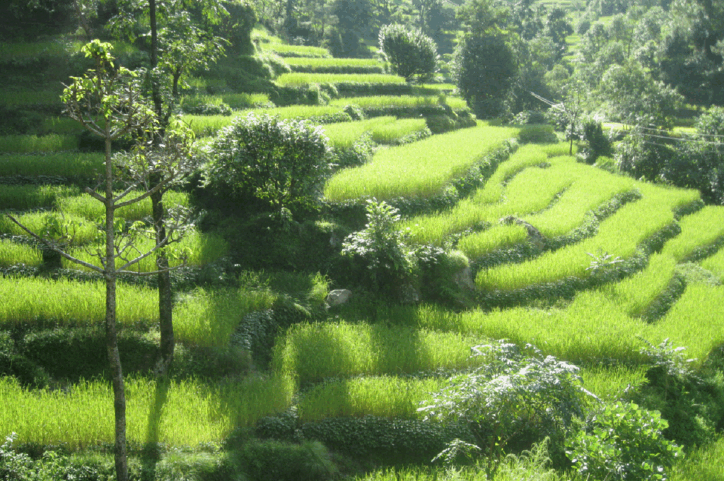 Paysage de végétation verte en terrasse faisant partie d'un flanc de montagne dans les Annapurnas